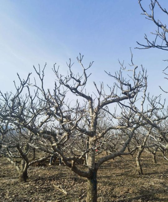 山楂籽能种植，但需掌握这3个关键步骤才能提高出苗率