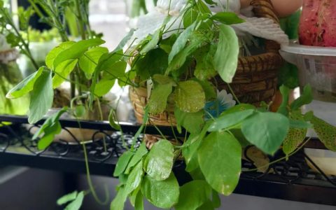 水培植物叶子发黄怎么办？专业排查与补救指南