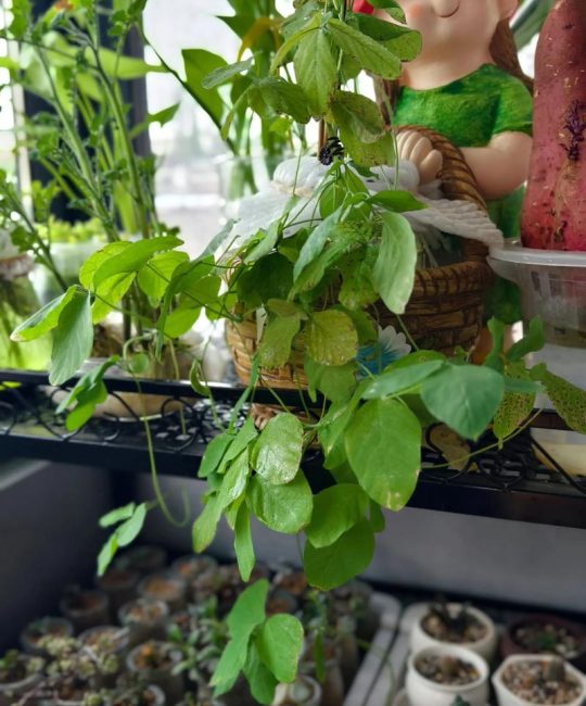 水培植物叶子发黄怎么办？专业排查与补救指南