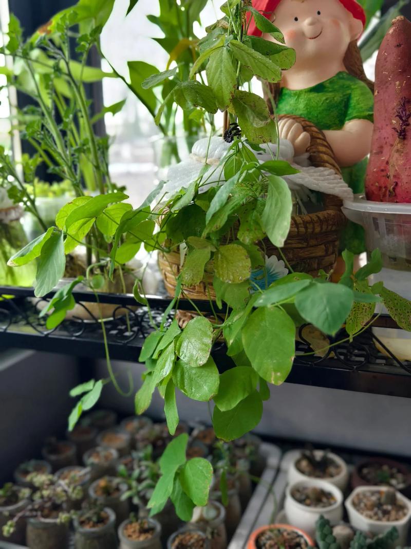 水培植物叶子发黄怎么办?专业排查与补救指南 水培植物叶子发黄怎么办?专业排查与补救指南
