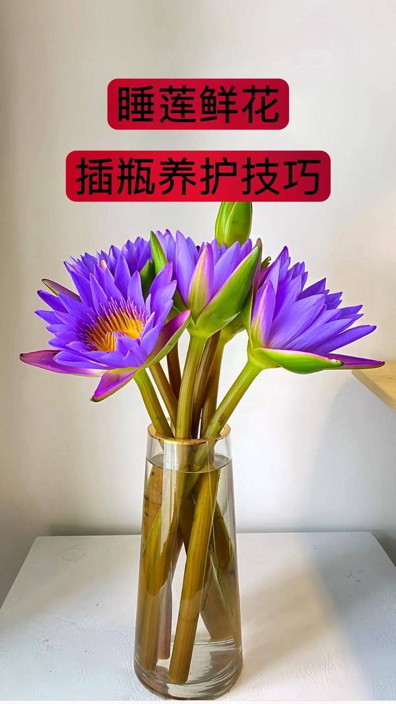 睡莲一平方种多少棵?栽植密度与养护全攻略 新手易犯的密度设置误区
