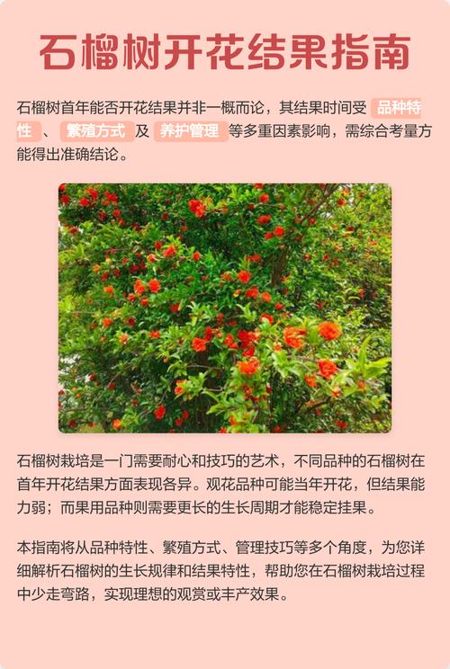 石榴树什么时候开花和结果?花期与果期全解析 不开花不结果常见原因与解决