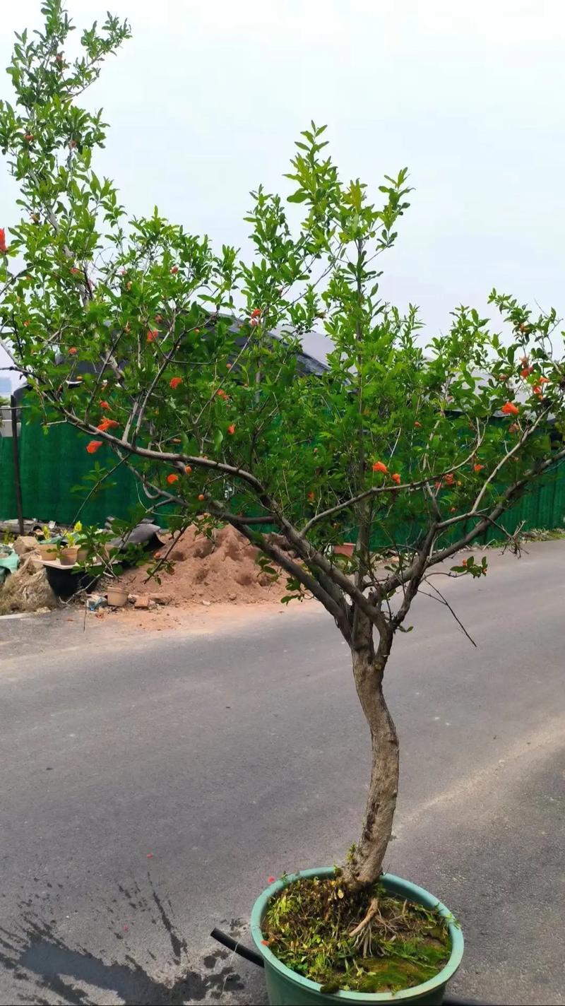 石榴树什么时候开花和结果?花期与果期全解析 促花促果养护步骤(含操作细节)