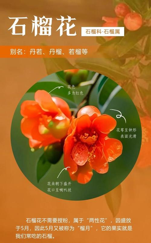 石榴树什么时候开花和结果?花期与果期全解析 FAQ