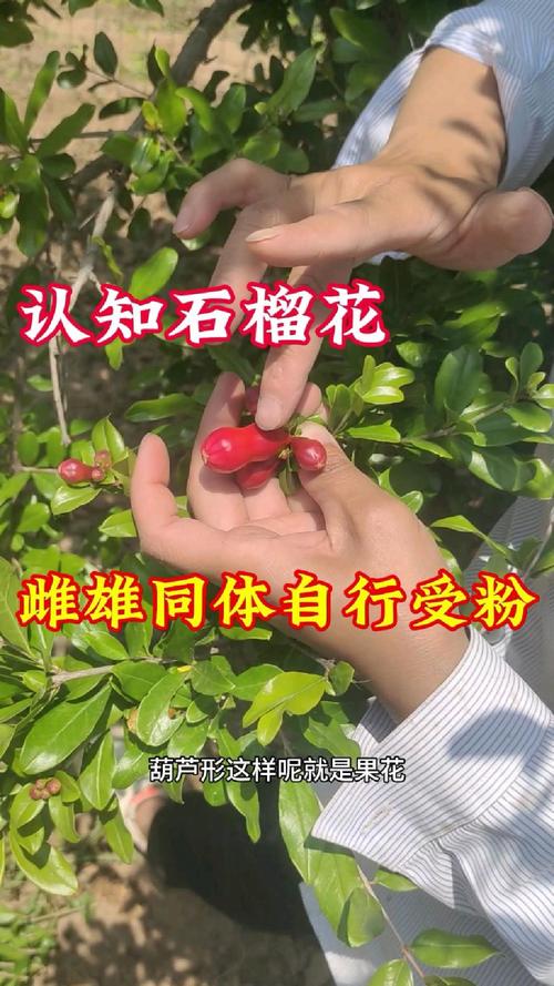 石榴树什么时候开花和结果?花期与果期全解析 总结