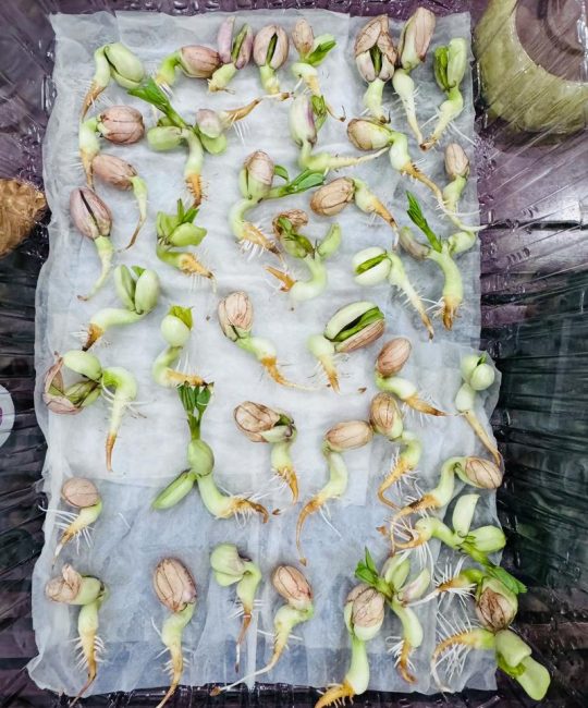 花生芽怎么发芽？家庭水培与基质培全流程技术指南