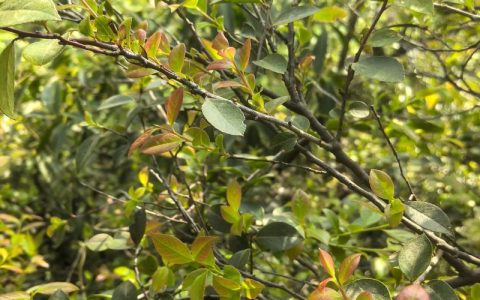 乌米叶是什么植物？详解乌米叶的形态特征与养护要点