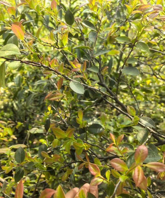 乌米叶是什么植物？详解乌米叶的形态特征与养护要点