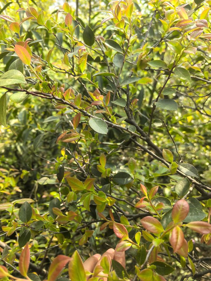 乌米叶是什么植物?详解乌米叶的形态特征与养护要点 乌米叶是什么植物?详解乌米叶的形态特征与养护要点