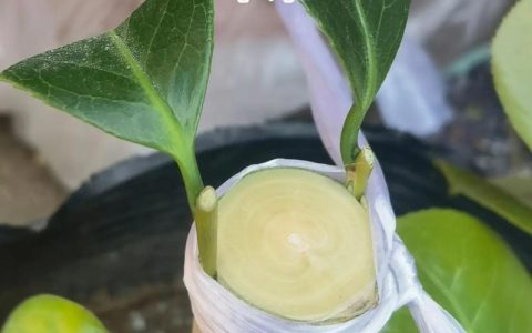 茶花用什么树嫁接最好？砧木选择决定成活率与树势