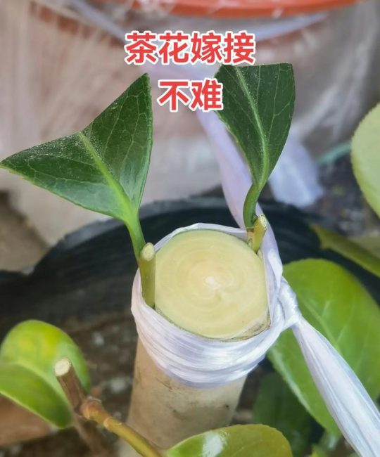 茶花用什么树嫁接最好？砧木选择决定成活率与树势