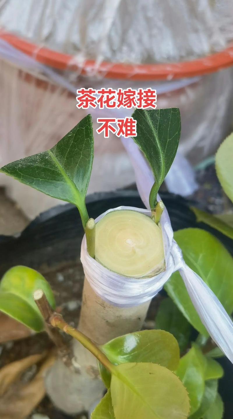 茶花用什么树嫁接最好?砧木选择决定成活率与树势 首选油茶,其次是红山茶实生苗