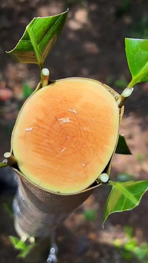 茶花用什么树嫁接最好?砧木选择决定成活率与树势 为什么油茶是“性价比之王”?