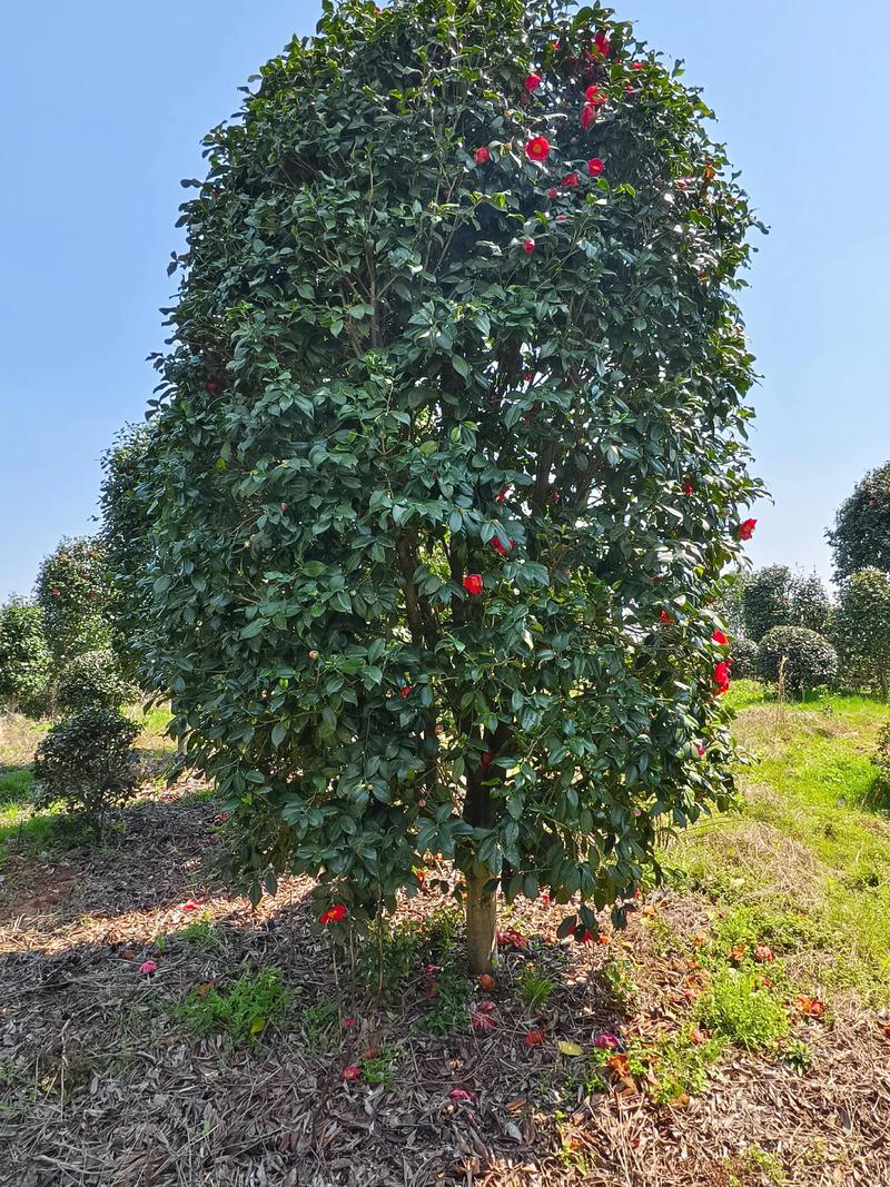 茶花用什么树嫁接最好?砧木选择决定成活率与树势 三种主流砧木横向对比