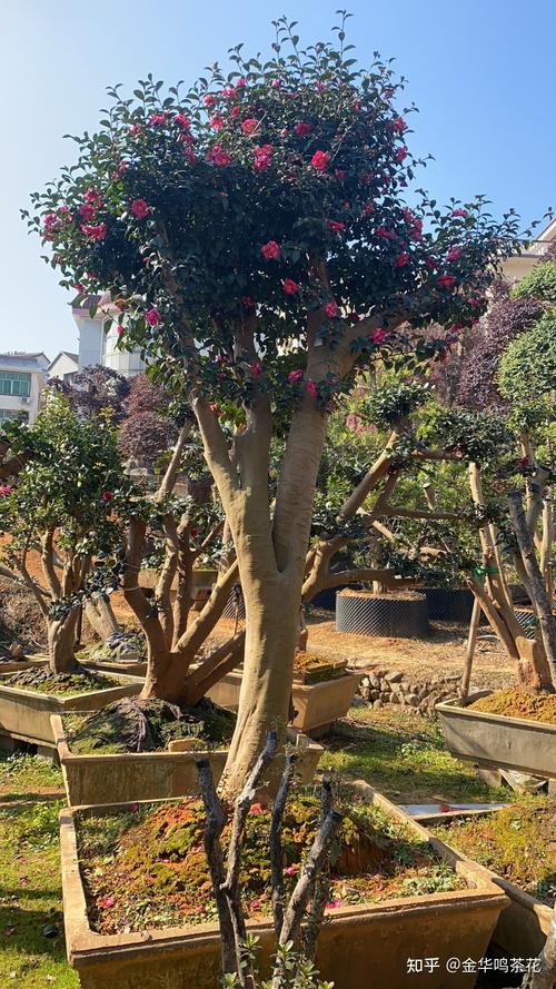茶花用什么树嫁接最好?砧木选择决定成活率与树势 嫁接操作要点与关键参数