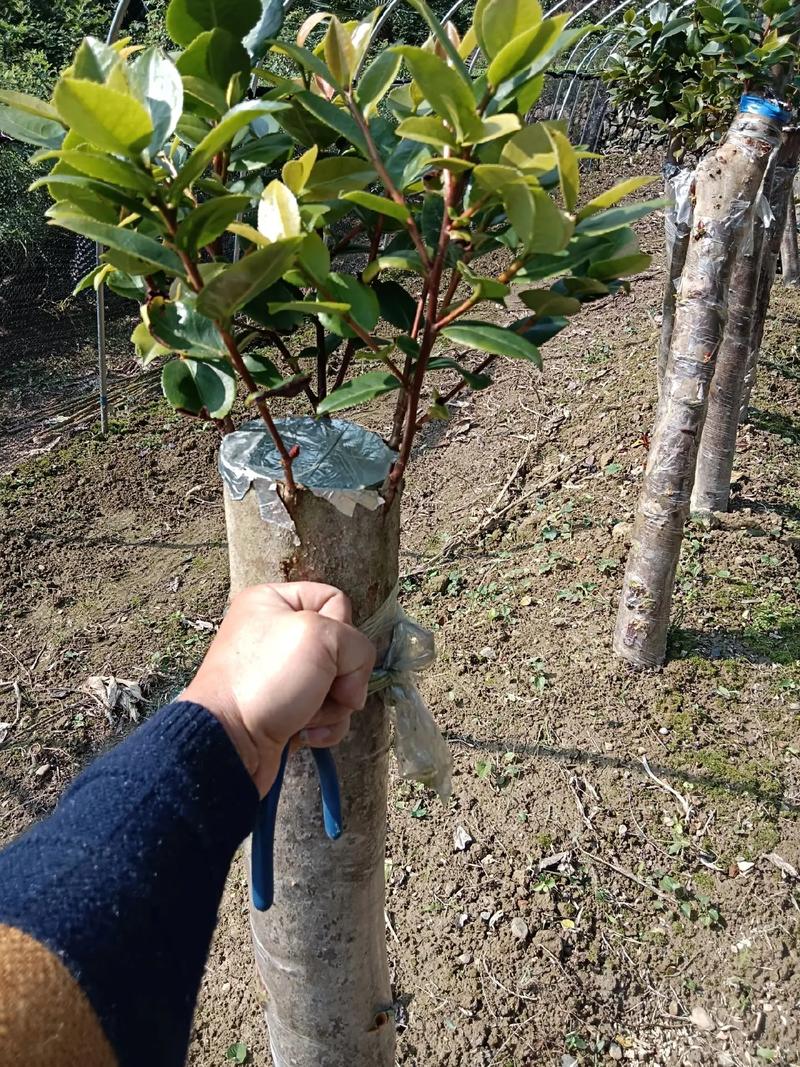 茶花用什么树嫁接最好?砧木选择决定成活率与树势 总结:三个核心执行动作