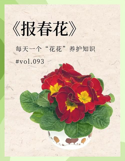 报春花安全度夏全攻略:从枯黄到复活的养护指南 二、耐热与耐寒指标