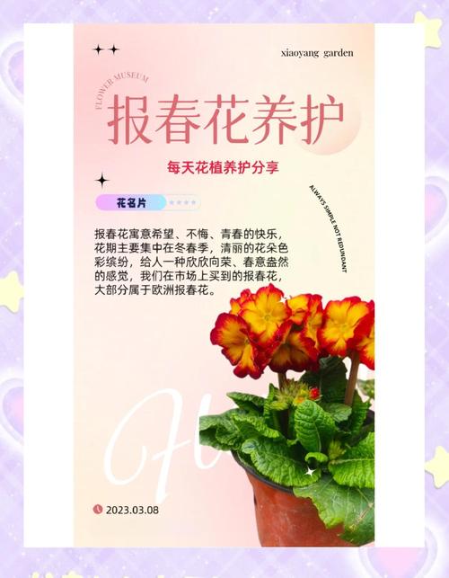 报春花安全度夏全攻略:从枯黄到复活的养护指南 三、夏季光照与水分管理