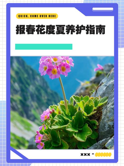 报春花安全度夏全攻略:从枯黄到复活的养护指南 六、南北种植差异化建议