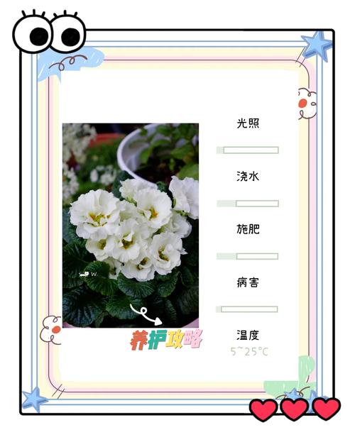 报春花安全度夏全攻略:从枯黄到复活的养护指南 五、适种区域与气候适配
