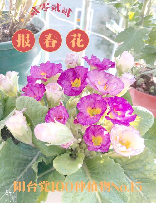 报春花安全度夏全攻略:从枯黄到复活的养护指南 七、常见误区纠正