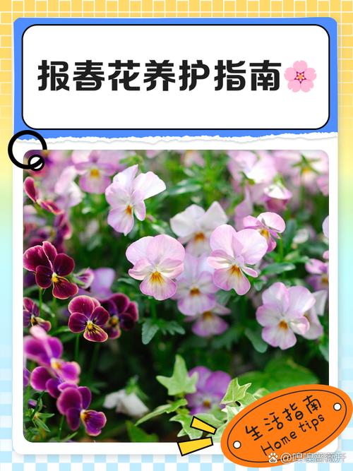 报春花安全度夏全攻略:从枯黄到复活的养护指南 总结