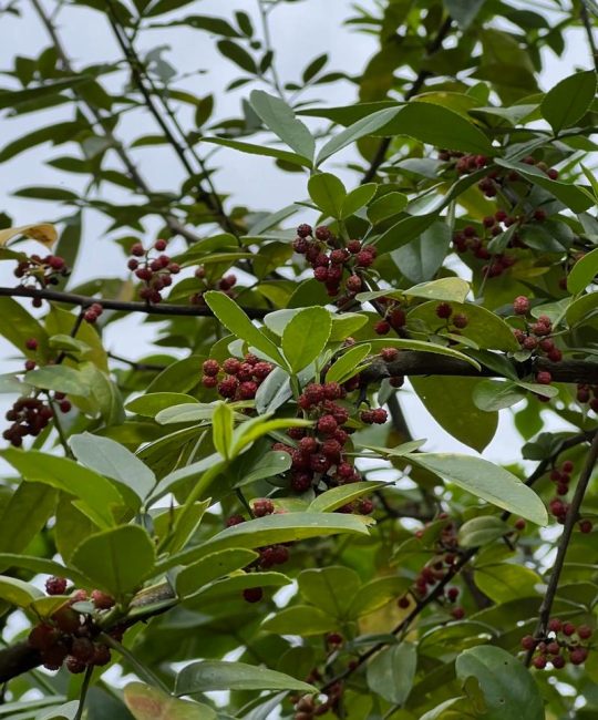 藤椒和花椒的区别：6维度深度对比与选购指南