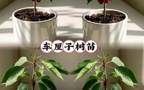 车厘子种子能种出来吗？从催芽到成苗的完整种植指南