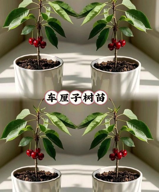 车厘子种子能种出来吗？从催芽到成苗的完整种植指南