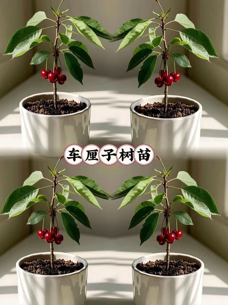 车厘子种子能种出来吗？从催芽到成苗的完整种植指南