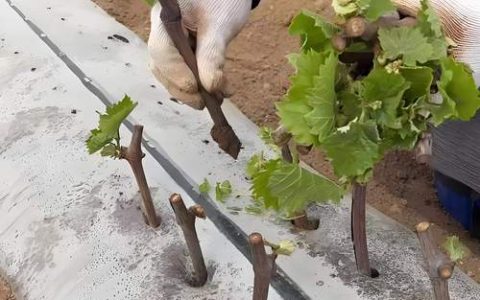葡萄苗什么时候栽最好？2026年最佳种植时间与全流程指南