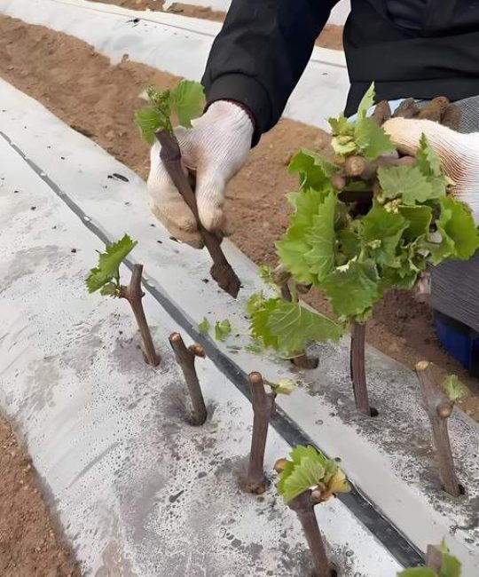 葡萄苗什么时候栽最好？2026年最佳种植时间与全流程指南