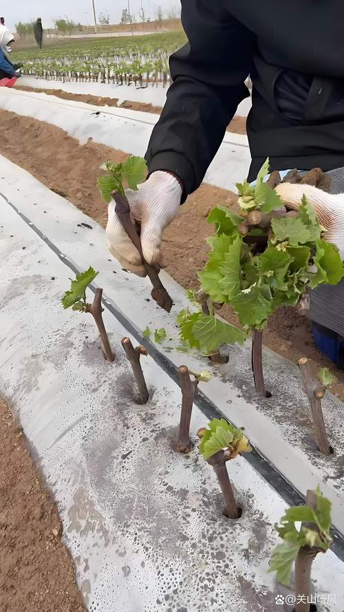 葡萄苗什么时候栽最好?2026年最佳种植时间与全流程指南 葡萄苗什么时候栽最好?2026年最佳种植时间与全流程指南