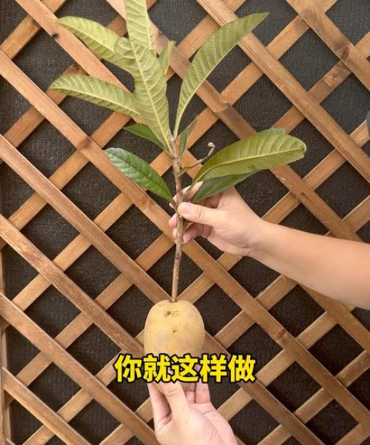 枇杷树可以扦插吗？繁殖育苗专家详解扦插与嫁接的区别