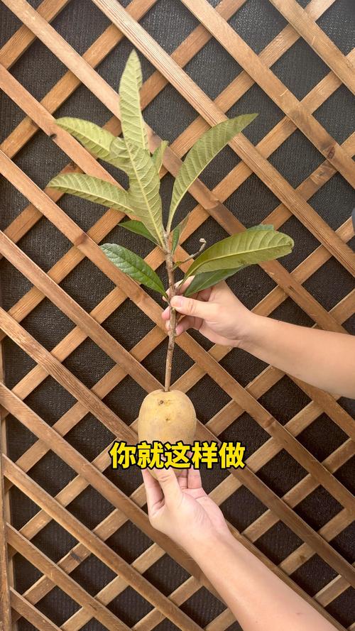 枇杷树可以扦插吗?繁殖育苗专家详解扦插与嫁接的区别 枇杷树可以扦插吗?繁殖育苗专家详解扦插与嫁接的区别