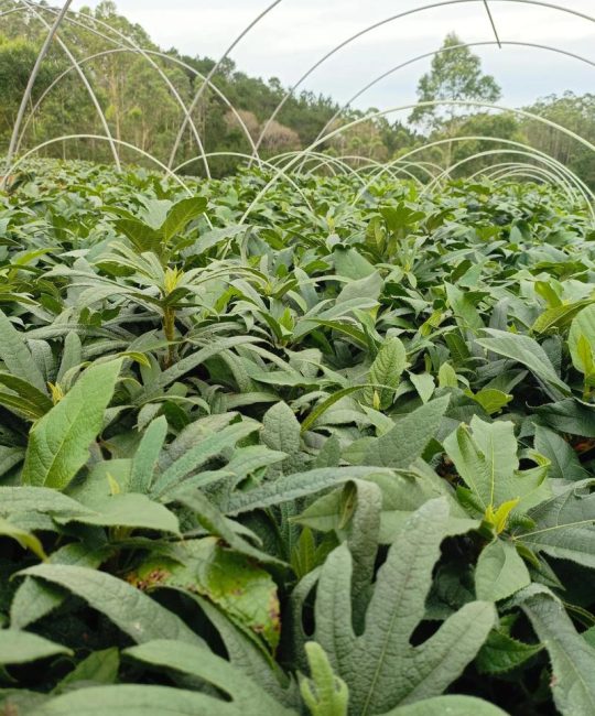 五指毛桃怎么种植？家庭与大棚种植全流程技术指南