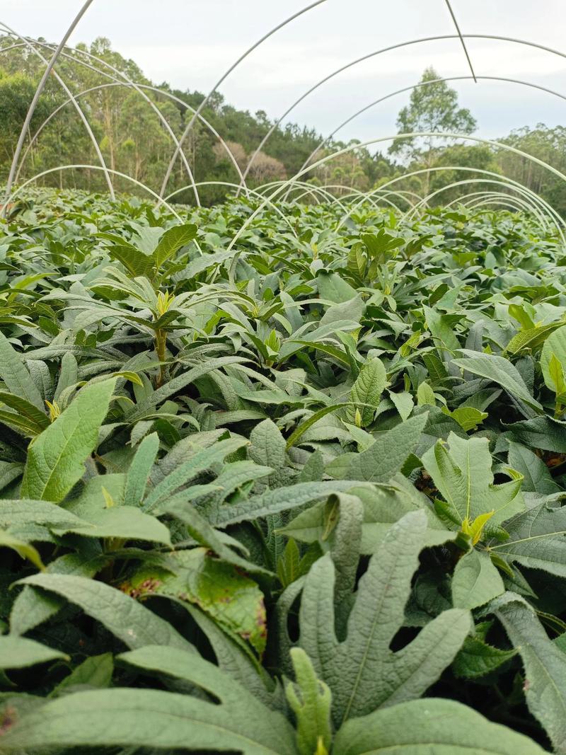 五指毛桃怎么种植?家庭与大棚种植全流程技术指南 五指毛桃怎么种植?家庭与大棚种植全流程技术指南