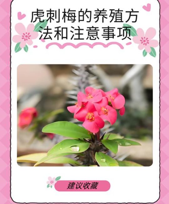 虎刺梅用什么肥？掌握这3个施肥技巧，花开不断！
