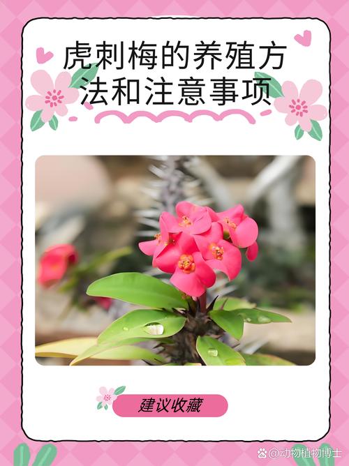 虎刺梅用什么肥?掌握这3个施肥技巧,花开不断! 虎刺梅用什么肥?掌握这3个施肥技巧,花开不断!