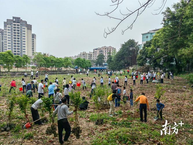 沉香木树苗多少一棵?价格与种植养护全攻略 二、选购沉香木树苗的三大要点