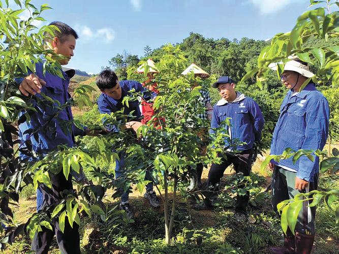 沉香木树苗多少一棵?价格与种植养护全攻略 三、沉香木种植与养护指南