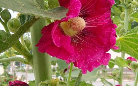 绣球花是吉花还是凶花？家庭盆栽与地栽全攻略（光照/水肥/修剪/越冬）