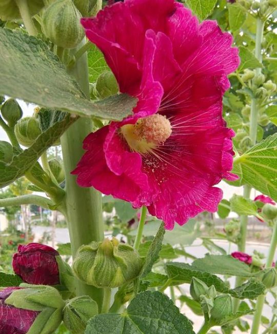 绣球花是吉花还是凶花？家庭盆栽与地栽全攻略（光照/水肥/修剪/越冬）