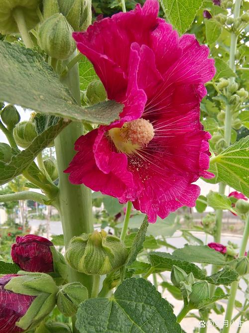 绣球花是吉花还是凶花?家庭盆栽与地栽全攻略(光照/水肥/修剪/越冬) 绣球花是吉花还是凶花?家庭盆栽与地栽全攻略(光照/水肥/修剪/越冬)