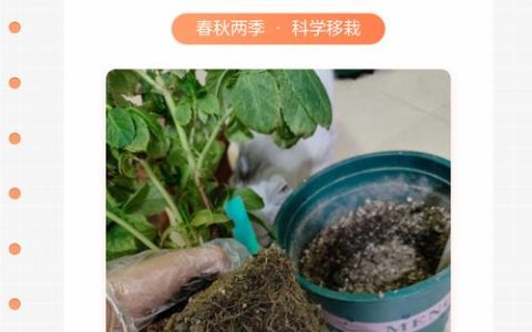 绣球花移栽最佳时间与全流程养护指南，新手必看