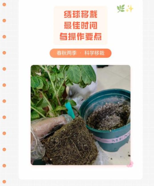 绣球花移栽最佳时间与全流程养护指南，新手必看