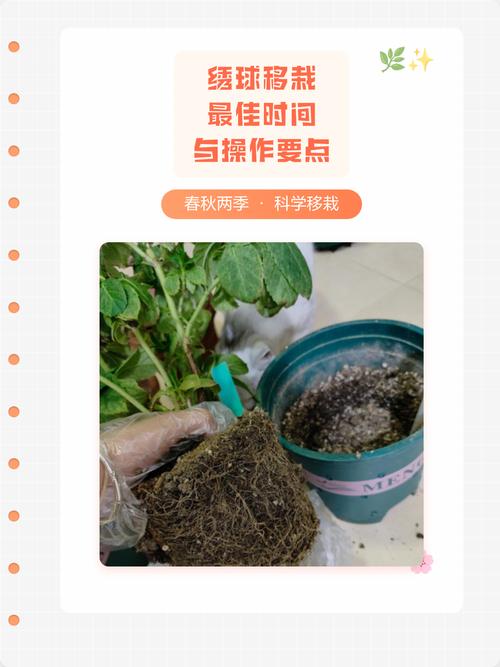 绣球花移栽最佳时间与全流程养护指南,新手必看 绣球花移栽最佳时间与全流程养护指南,新手必看