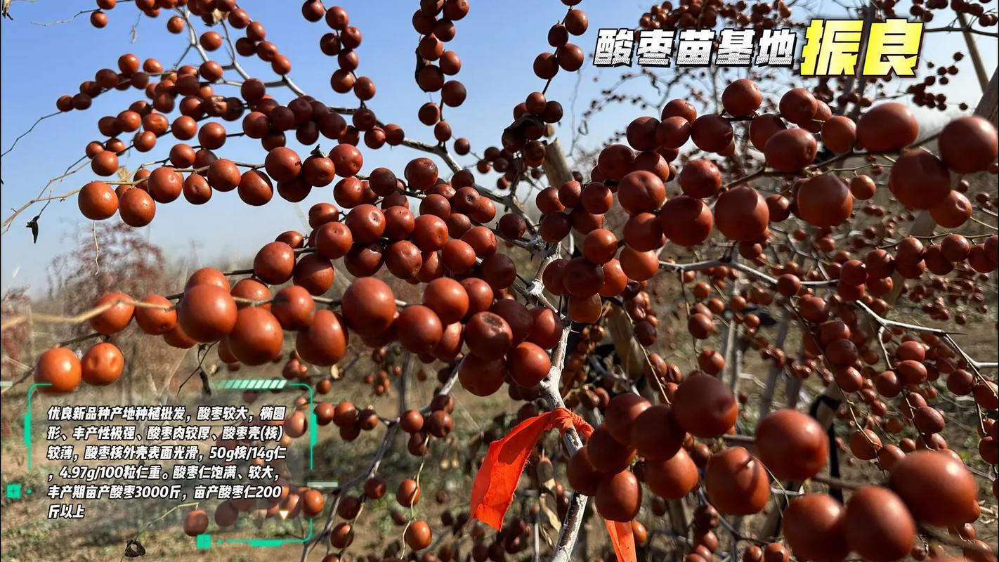 酸枣树苗多少钱一棵?2026年市场参考价格与选购指南 运输是隐藏的附加成本