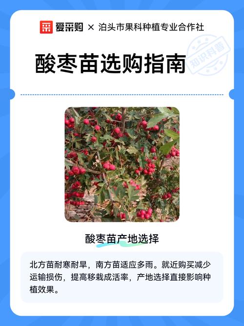 酸枣树苗多少钱一棵?2026年市场参考价格与选购指南 季节是影响报价的周期性因素