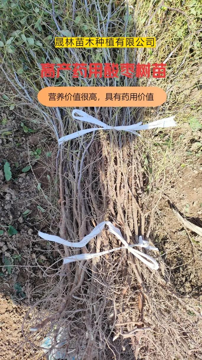 酸枣树苗多少钱一棵?2026年市场参考价格与选购指南 采购质量判断标准(一看二看三看)
